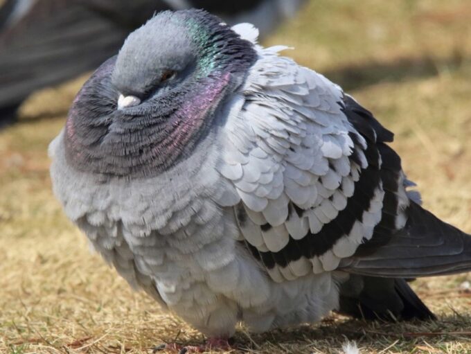 札幌(北海道)の鳩(ハト)が太ってる理由は？札幌雪まつりで見た鳩がまんまるなのがTwitterで話題に
