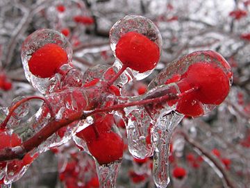 氷のリンゴ ゴーストアップルという珍しい自然現象の画像がtwitterで話題に Tanoseek